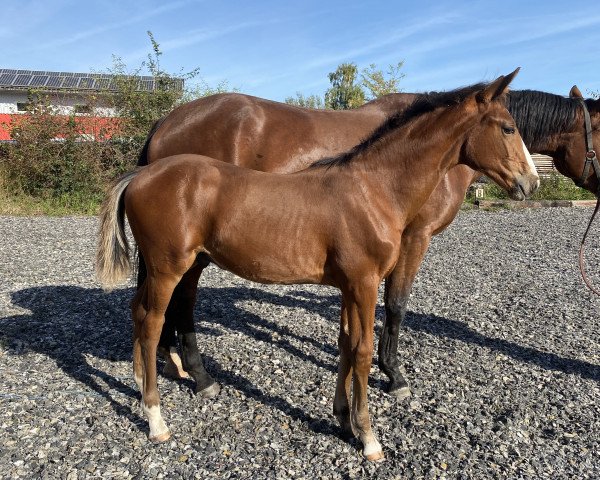 horse Titziano (German Sport Horse, 2021, from Talent Charboniere)