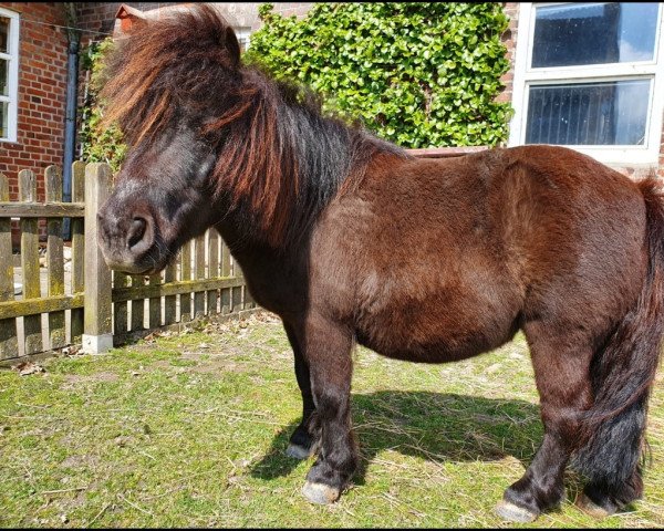 horse Henni van Zuidwolde (unknown, 2003) horse Henni van Zuidwolde (unknown, 2003)