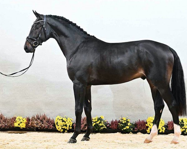 horse General Top (Hanoverian, 2019, from Grey Top)