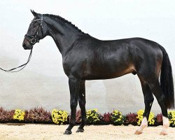 horse General Top (Hanoverian, 2019, from Grey Top)