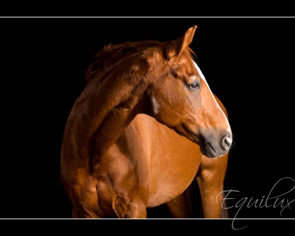horse Ambra 42 (Hanoverian, 1989, from Sassnitz)