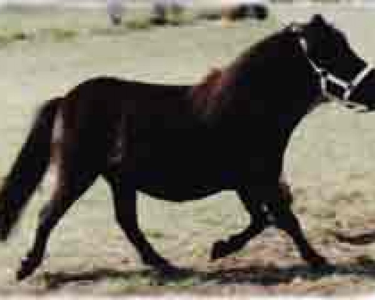 broodmare Romany Kirsty (Shetland pony (under 87 cm), 1983, from Ebony Prince)