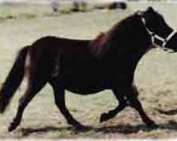 broodmare Romany Kirsty (Shetland pony (under 87 cm), 1983, from Ebony Prince)