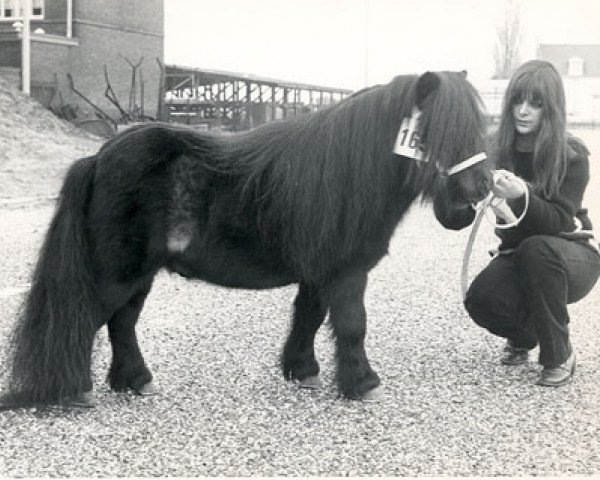stallion Kim de Bibiana (Shetland pony (under 87 cm), 1970, from Rhum du Mury-Marais) stallion Kim de Bibiana (Shetland pony (under 87 cm), 1970, from Rhum du Mury-Marais)