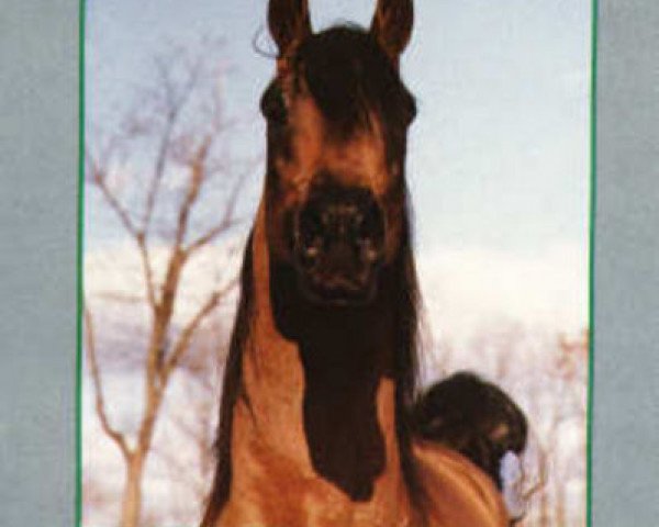 stallion Borexpo 1974 ox (Arabian purebred, 1974, from Pohaniec 1965 ox)