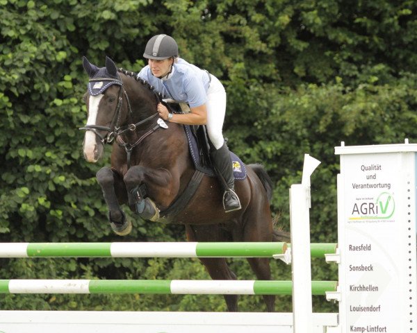 Springpferd Pallime (Rheinländer, 2004, von Prado)