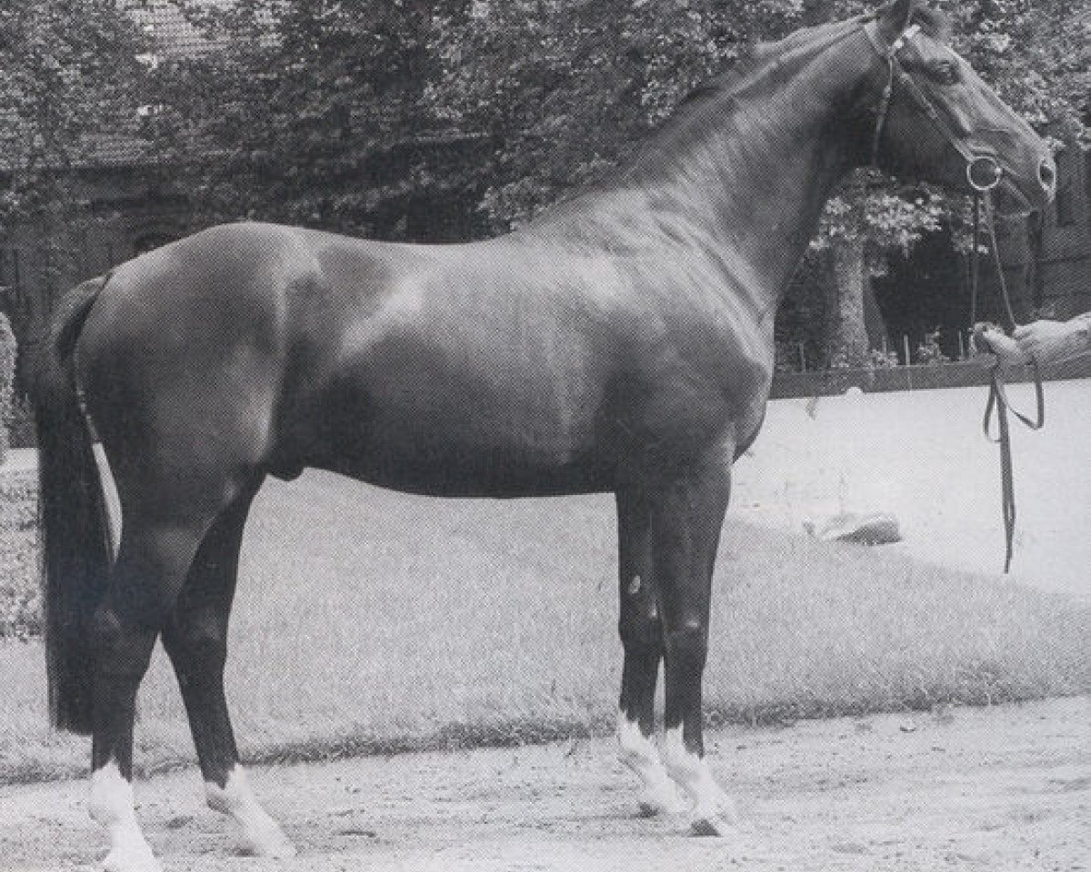 Deckhengst Greifswald (Westfale, 1983, von Grossadmiral)