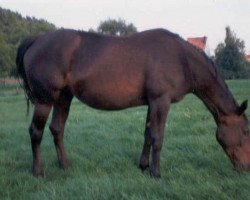 broodmare Granie (Hanoverian, 1980, from Graphit)