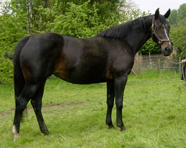 broodmare Rendez-Vous van Paemel (Belgian Warmblood, 1994, from Randel Z)