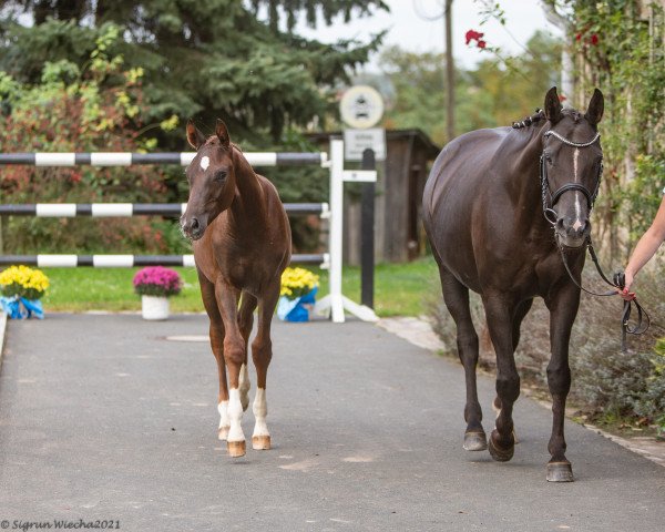 broodmare De Chocolate (Hanoverian, 2015, from Dancier)