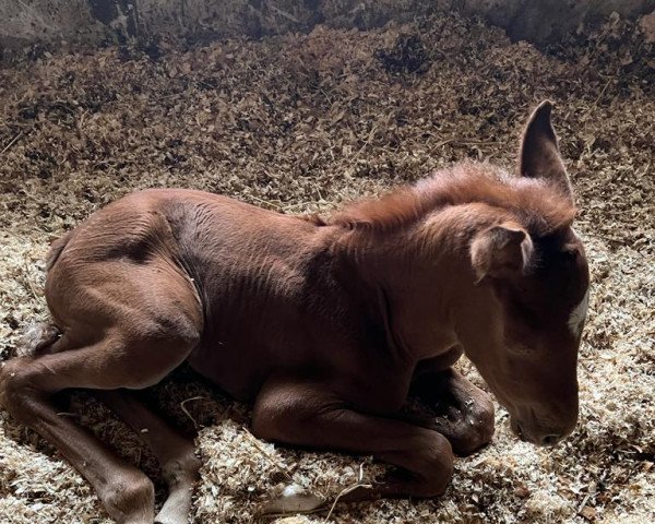 broodmare Diamant comme son pére TS (Oldenburg show jumper, 2022, from Diamant de Semilly)