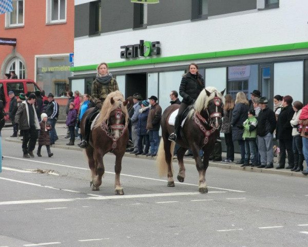 dressage horse Hansi (South German draft horse, 2001, from Sallach)