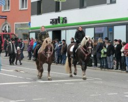 dressage horse Hansi (South German draft horse, 2001, from Sallach)
