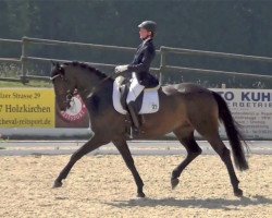 dressage horse Delaware 16 (Oldenburg, 2006, from Diamond Hit)