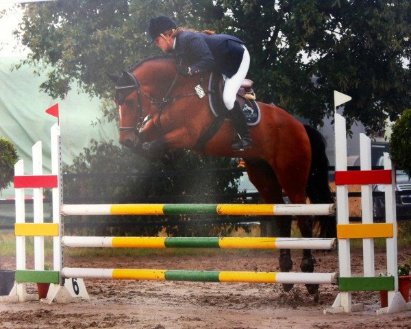 jumper Esprit 379 (Czech Warmblood, 2007, from Color of Love)