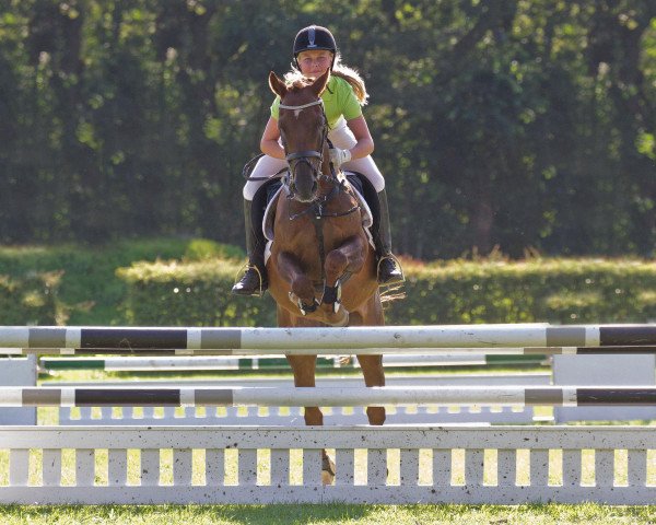 jumper Sacramento 50 (German Riding Pony, 2001, from Seven Mountain Natan)