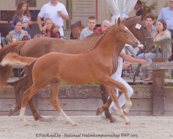horse No Limit van 't Hulsthof (Belgian Warmblood, 2013, from For Passion d'Ive Z)
