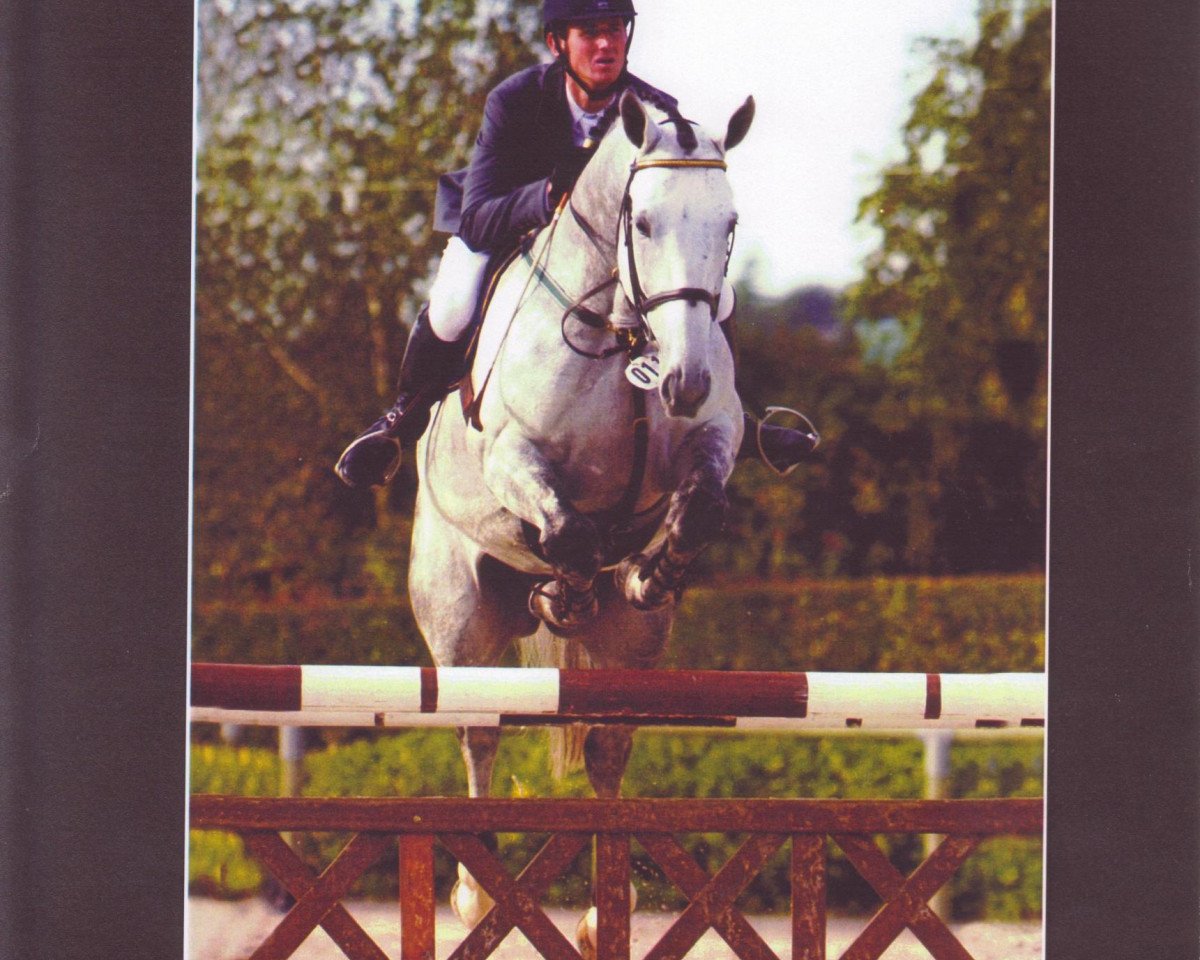 stallion Stew Boy (Belgian Warmblood, 1995, from Boy de la Barre II)