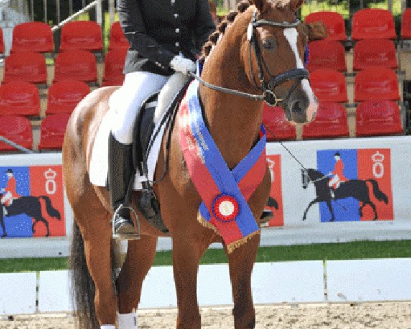 Deckhengst Danzarino OLD (Oldenburger, 2009, von Diamond Hit)