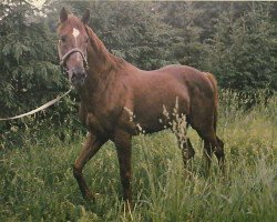 stallion Flying Star xx (Thoroughbred, 1968, from Bel Baraka xx)