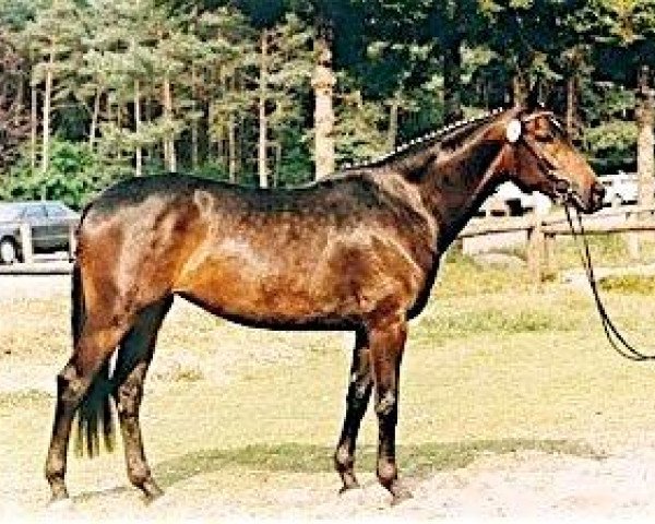 broodmare Bernina V (Trakehner, 1988, from Anduc)