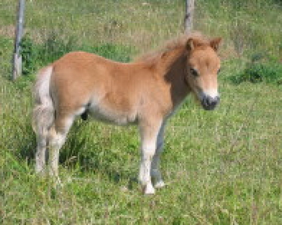 horse Sid von Repgow (Shetland pony (under 87 cm), 2009, from Sir Paul)