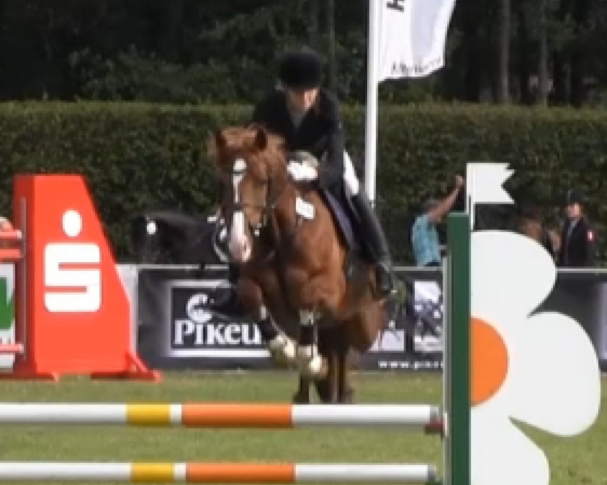 Cavallo da salto Pascal S.W. (Pony da Sella Tedesco, 2007, di Principal Boy)