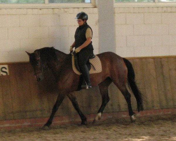 Pferd Wesley KB (Württemberger, 2003, von Wampun)