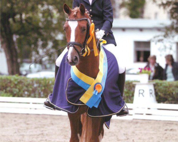 stallion Da Vinci Hs (German Riding Pony, 2007, from Double-Inn (JF))