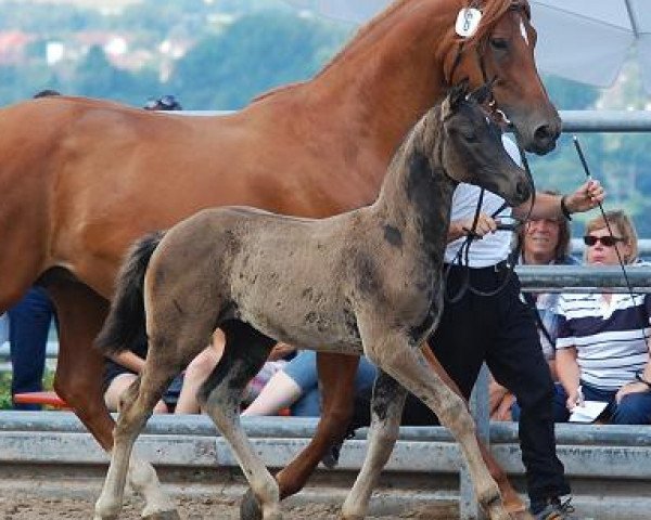 horse Prisca (Trakehner, 2013, from Dürrenmatt (ex Domino))