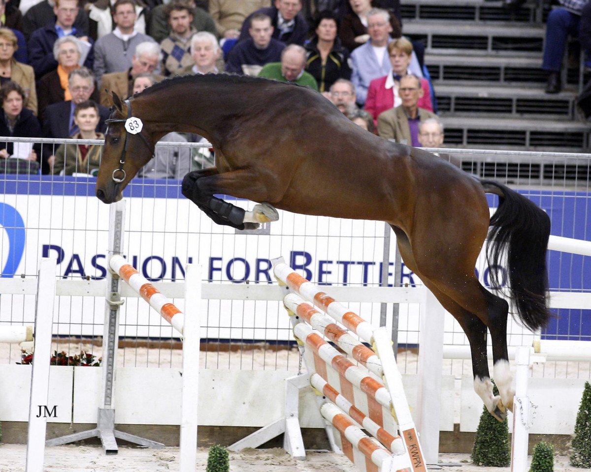 Deckhengst Chello III VDL (Holsteiner, 2005, von Contender)