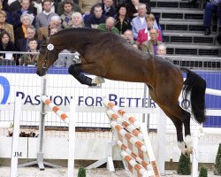 stallion Chello III VDL (Holsteiner, 2005, from Contender)