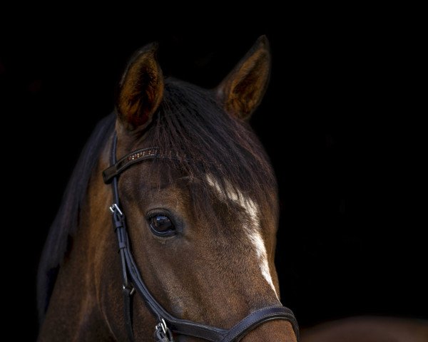 dressage horse Bernando 3 (German Riding Pony, 2013, from Beckenbauer)
