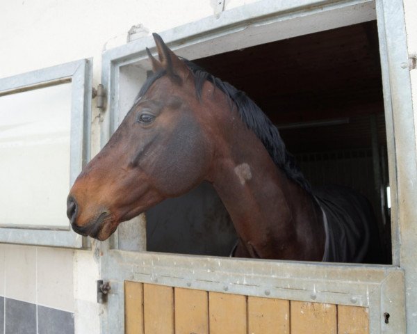 jumper Ra 11 (Romanian Warmblood, 2004, from Cantemir)