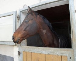 jumper Ra 11 (Romanian Warmblood, 2004, from Cantemir)