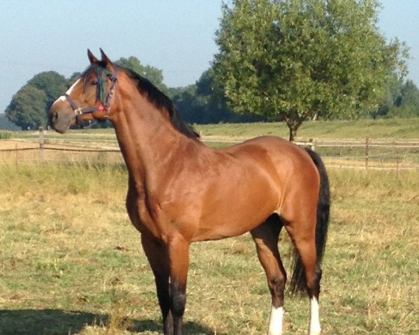 dressage horse Balando (Rhinelander, 2004, from Balou du Rouet) dressage horse Balando (Rhinelander, 2004, from Balou du Rouet)