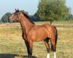 Dressurpferd Balando (Rheinländer, 2004, von Balou du Rouet)