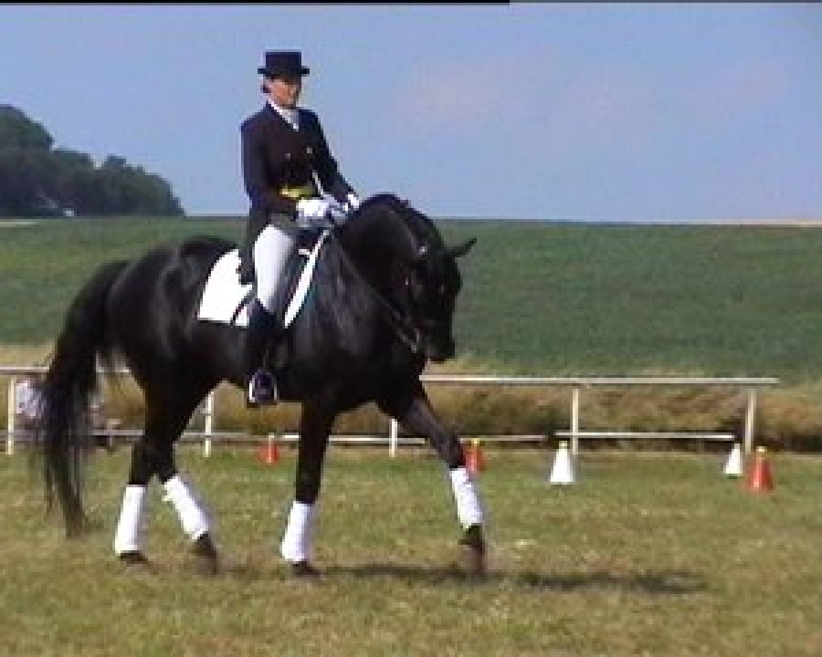Deckhengst Dantes (Hannoveraner, 1996, von Davignon I)