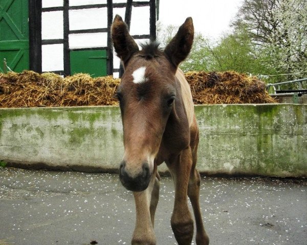 horse Robina (Westphalian, 2012, from Rheingau)
