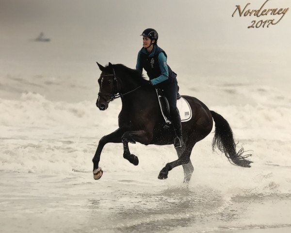 dressage horse Antharo (Brandenburg, 2002, from Abanos)