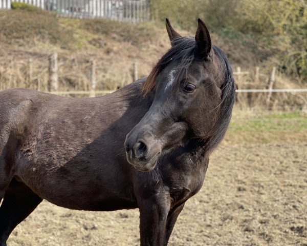 broodmare GA Sahira (Arabian purebred, 2016, from SHAIMONIET ox)