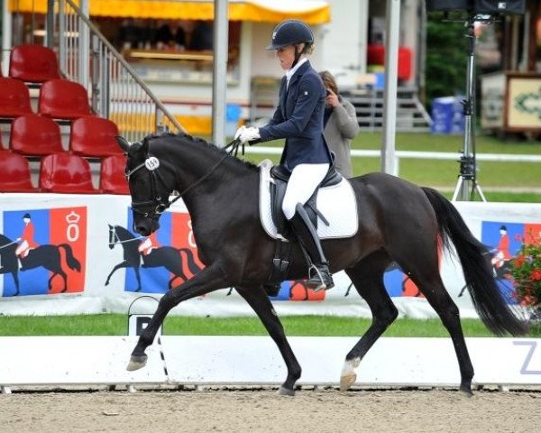 dressage horse Bieni Bo HE WE (German Riding Pony, 2009, from Hilkens Black Delight)
