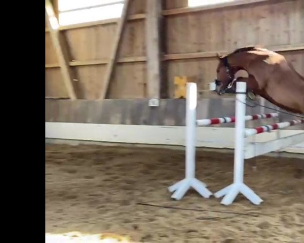 horse Kan Shiro (Hanoverian, 2019, from Kanaan)