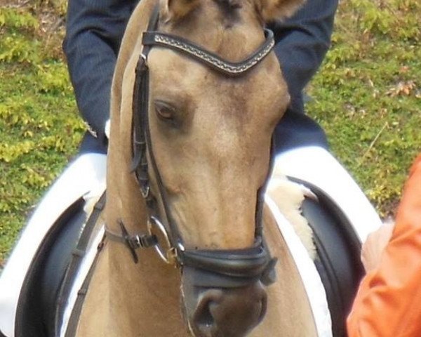 dressage horse Little Davidson (German Riding Pony, 2004, from Donchester)