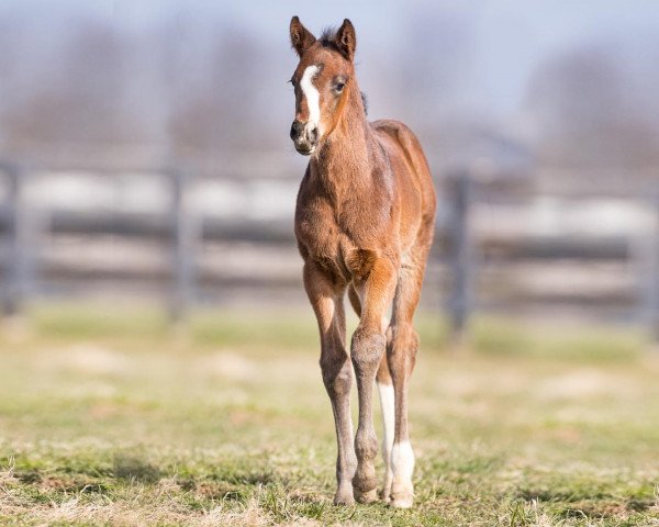 horse Hengst von Spun to Run xx (Thoroughbred, 2022, from Spun To Run xx) horse Hengst von Spun to Run xx (Thoroughbred, 2022, from Spun To Run xx)