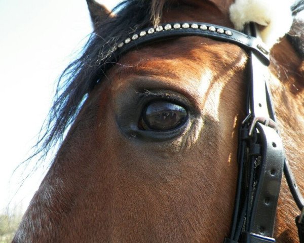 horse Levinja (Westphalian, 2005, from Lacordos)