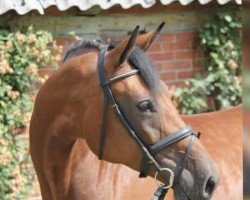 broodmare Gelia R (Holsteiner, 2014, from Calinello)