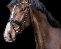 dressage horse Rock your Body KV (Holsteiner, 2018, from Rock Forever NRW)