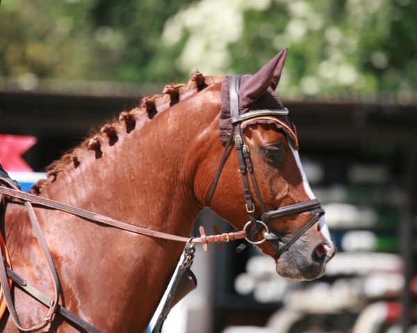 jumper Lapithos (German Warmblood, 2002, from Linolando) jumper Lapithos (German Warmblood, 2002, from Linolando)