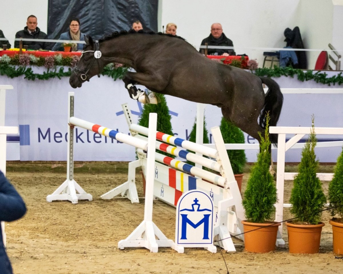 Stallone da monta Der kleine Dino (Pony da Sella Tedesco, 2019, di Don Dino L)